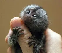 九游体育-巨型一号sgtg糖甘浣